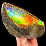 Rainbow Ammolite Shell Fossil