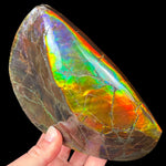 Colorful Fossil Ammolite Ammonite Shell
