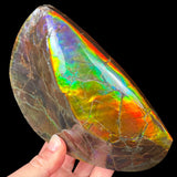 Colorful Fossil Ammolite Ammonite Shell