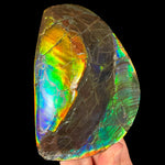 Rainbow Ammolite Fossil Shell Double Sided