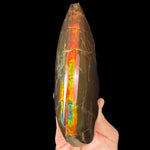Ammolite / Ammonite Keel