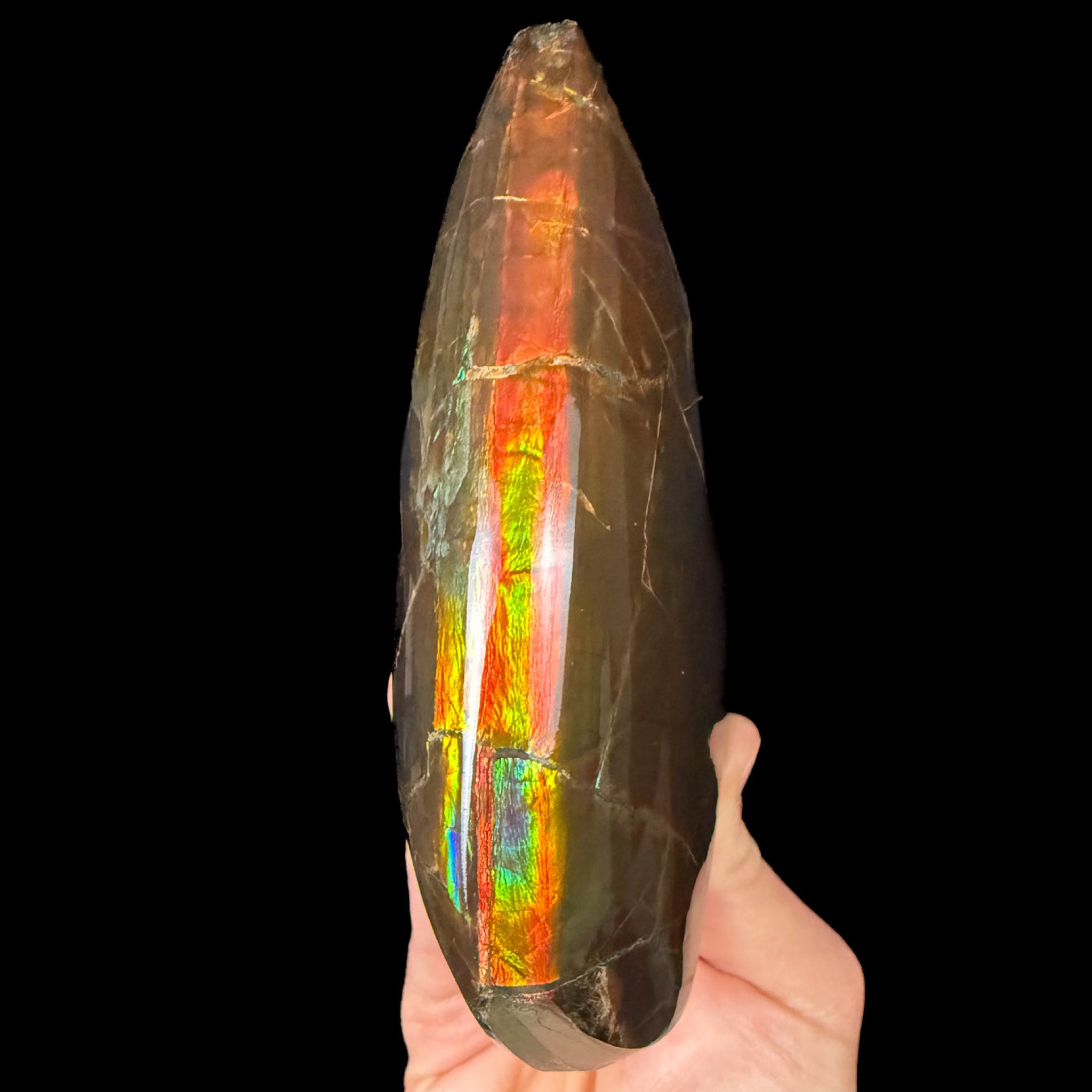 Ammolite / Ammonite Keel
