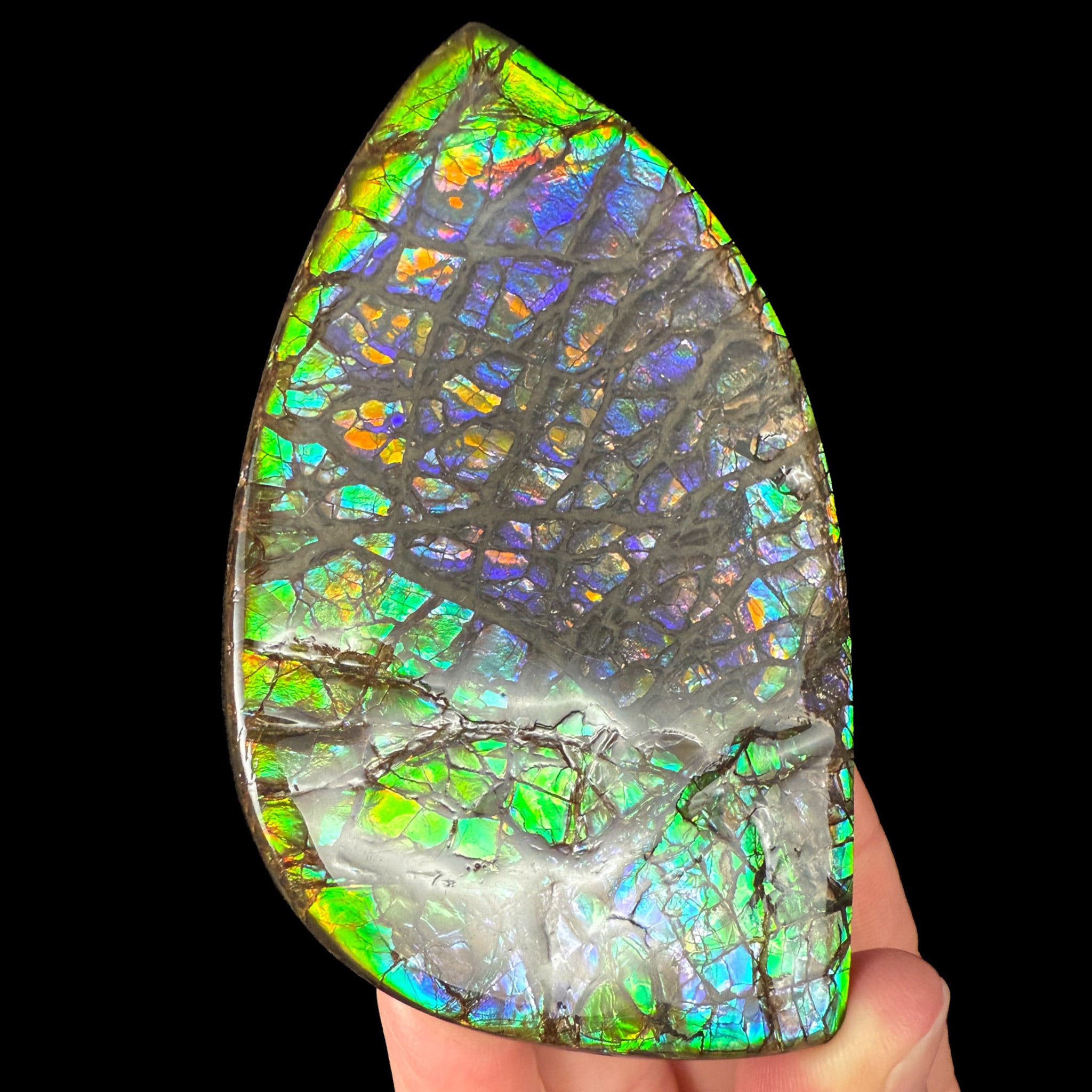 Ammolite Gem Ammonite Shell from Canada