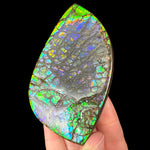 Colorful Gem Ammolite Ammonite Fossil