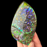 Ammolite Shell Fossil