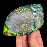 Multi-colored Ammolite Ammonite Shell Fossil