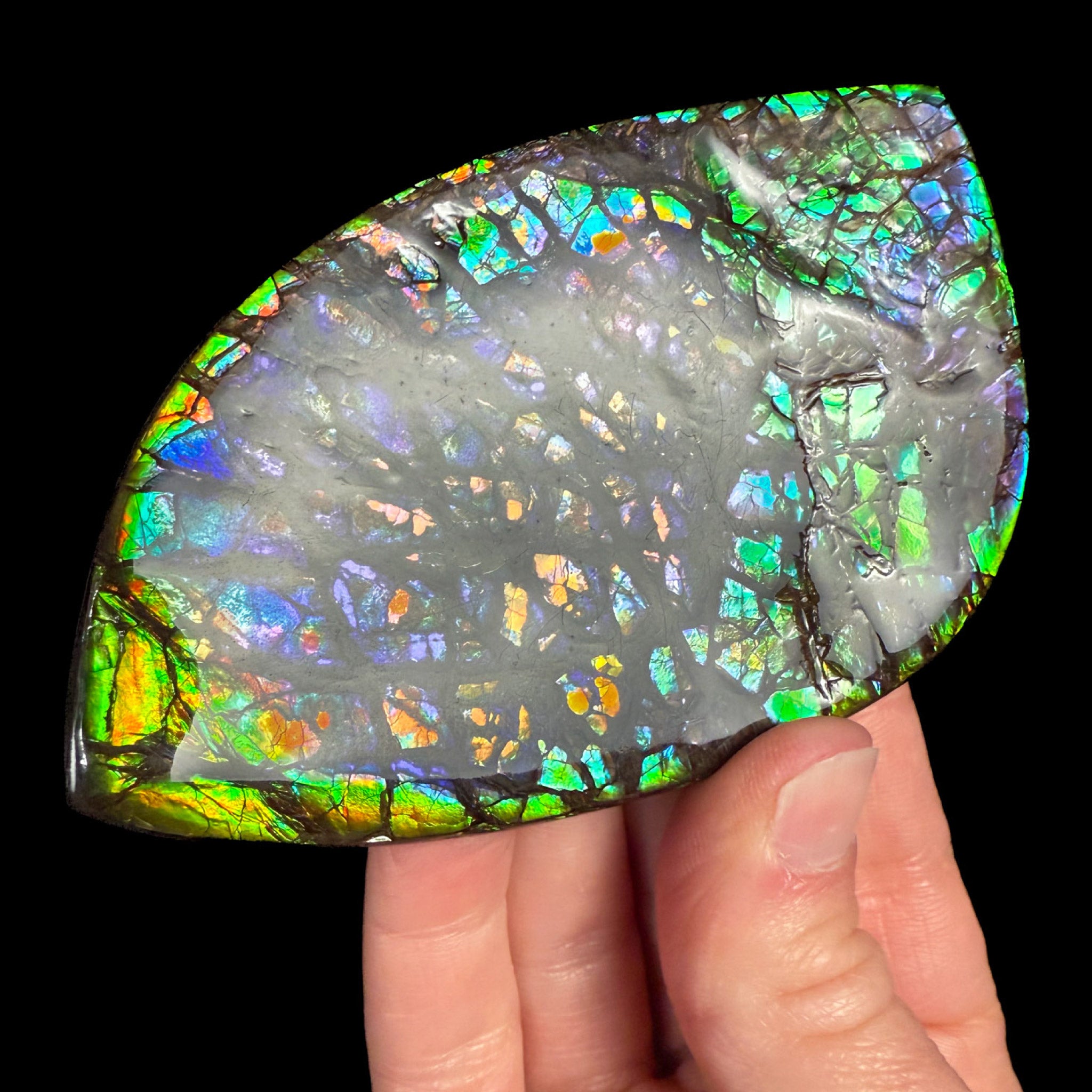 Multi-colored Ammolite Ammonite Shell Fossil