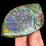 Colorful Gem Ammolite Ammonite Shell