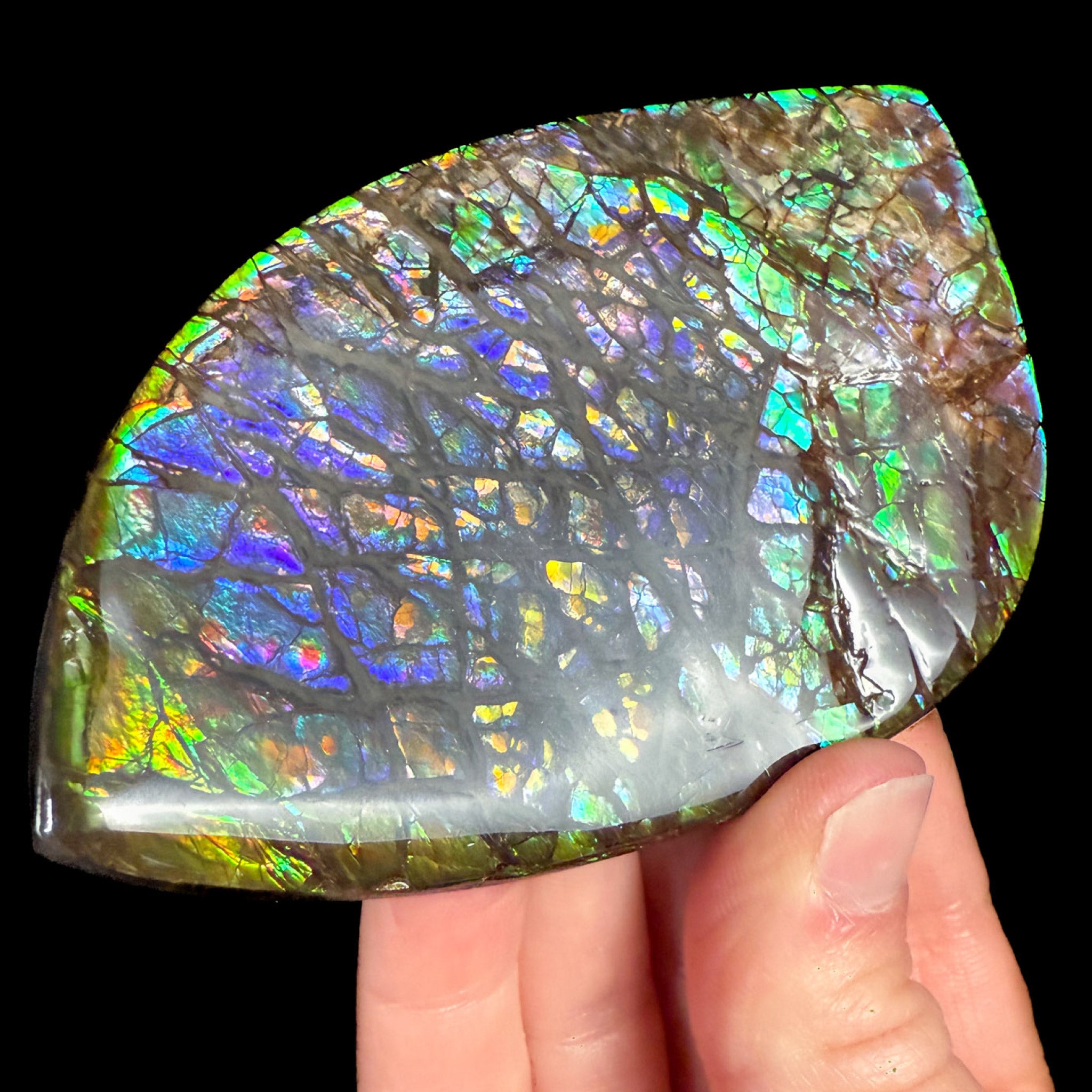 Colorful Gem Ammolite Ammonite Shell