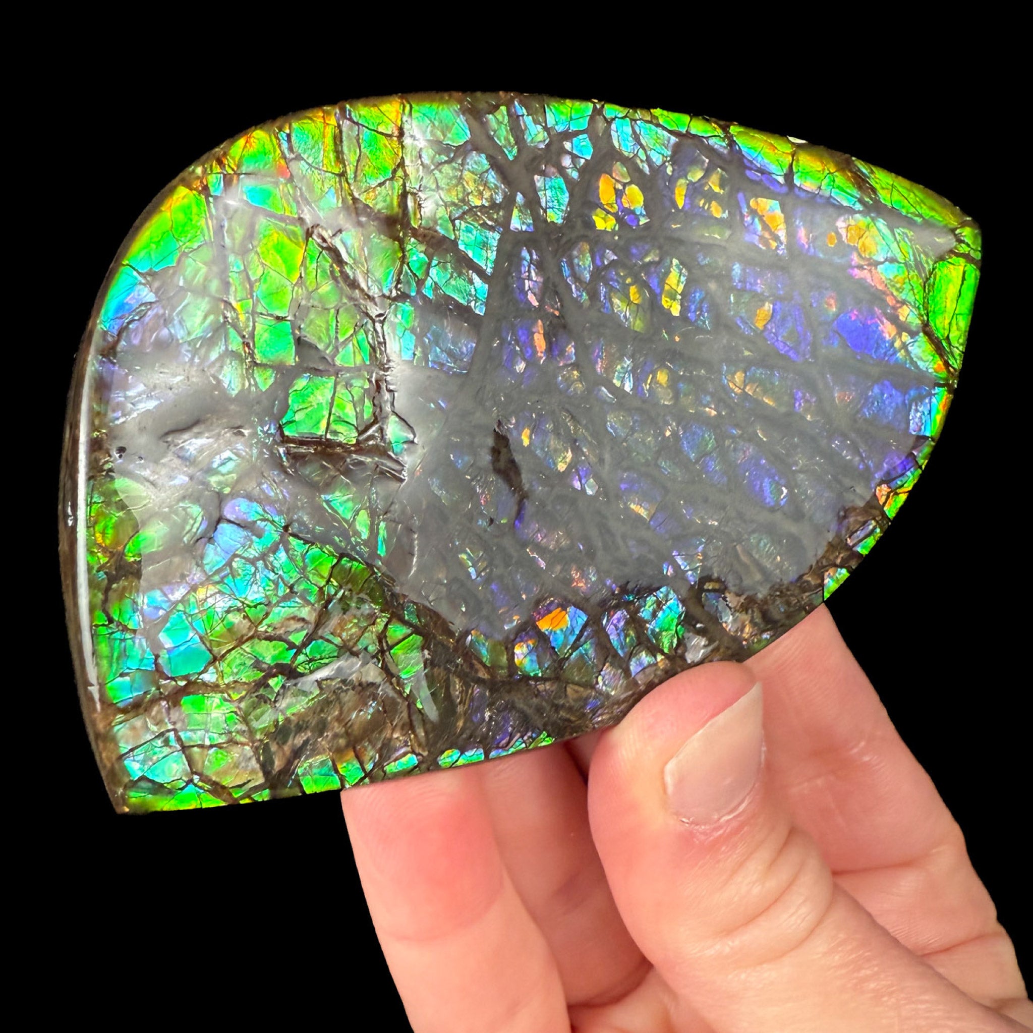 Gem Ammolite Shell 