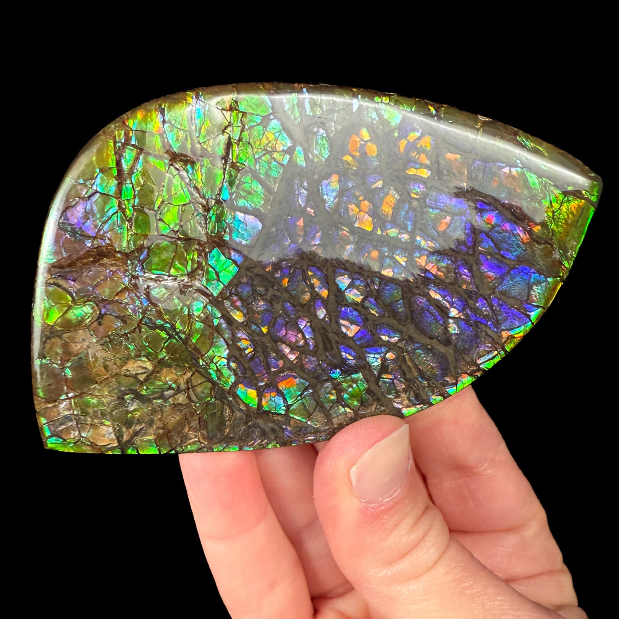 Green and Purple Ammolite Ammonite Shell