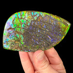 Gem Ammolite Shell from an Ammonite