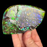 Ammolite Fossil