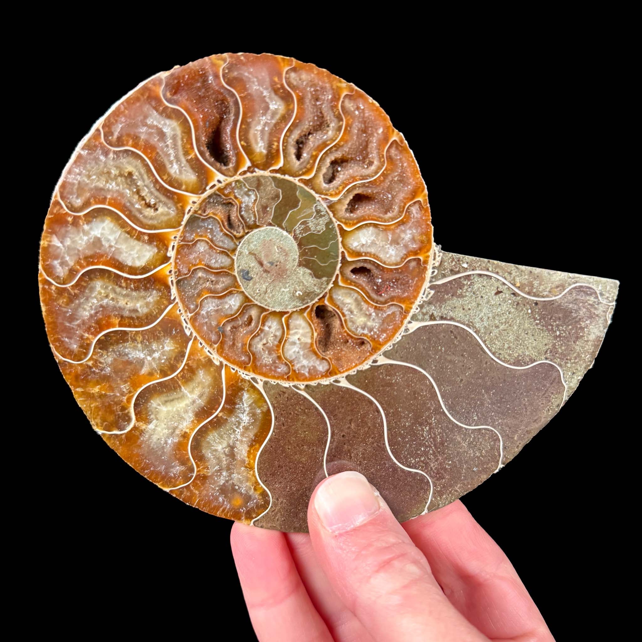 Calcite crystals inside Ammonite shell fossil