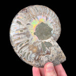 Iridescence of fossil Ammonite shell from Madagascar