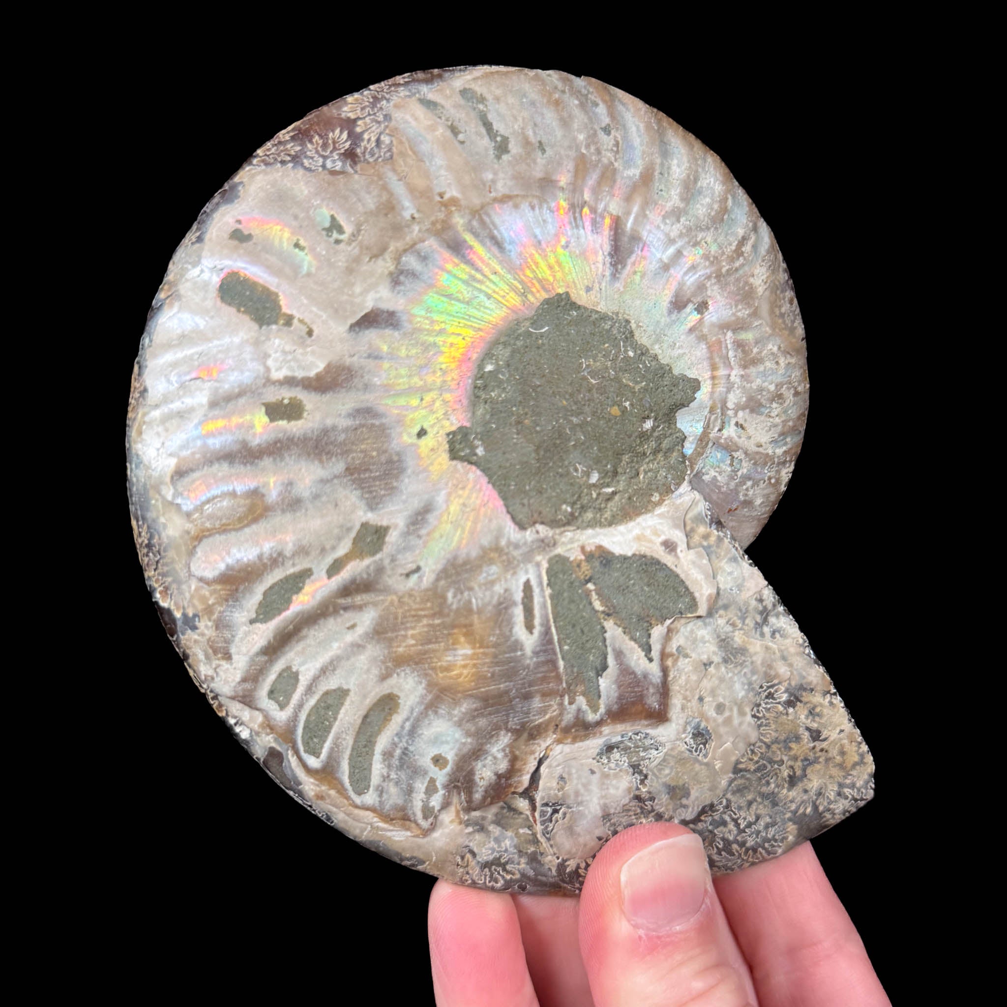 Iridescence of fossil Ammonite shell from Madagascar