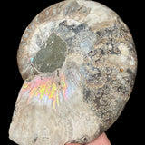 Ammonite suture marks with rainbow iridescent shell
