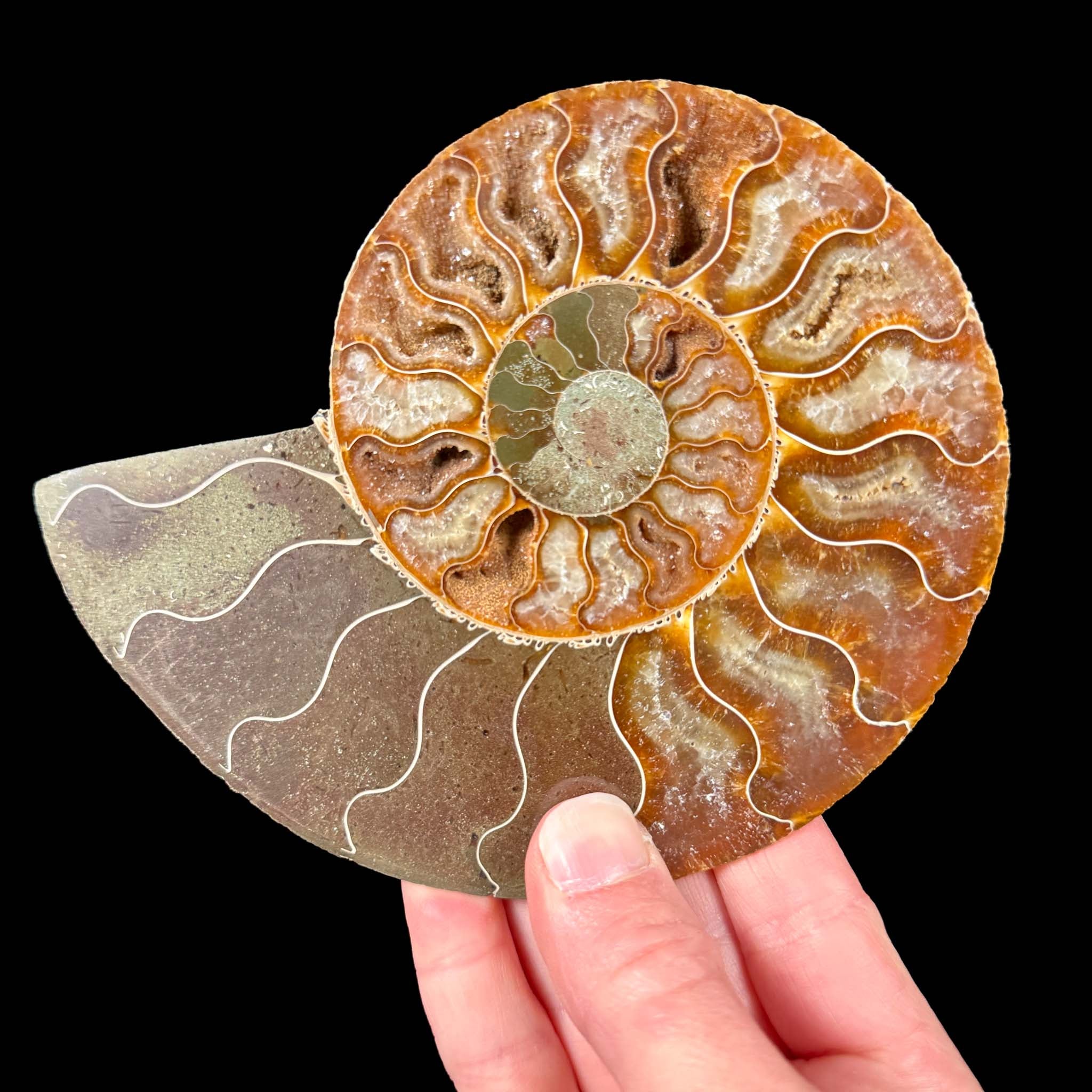 Inside of Cleoniceras Ammonite fossils  