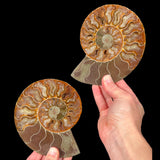 Cut and polished Ammonite fossil pair from Madagascar