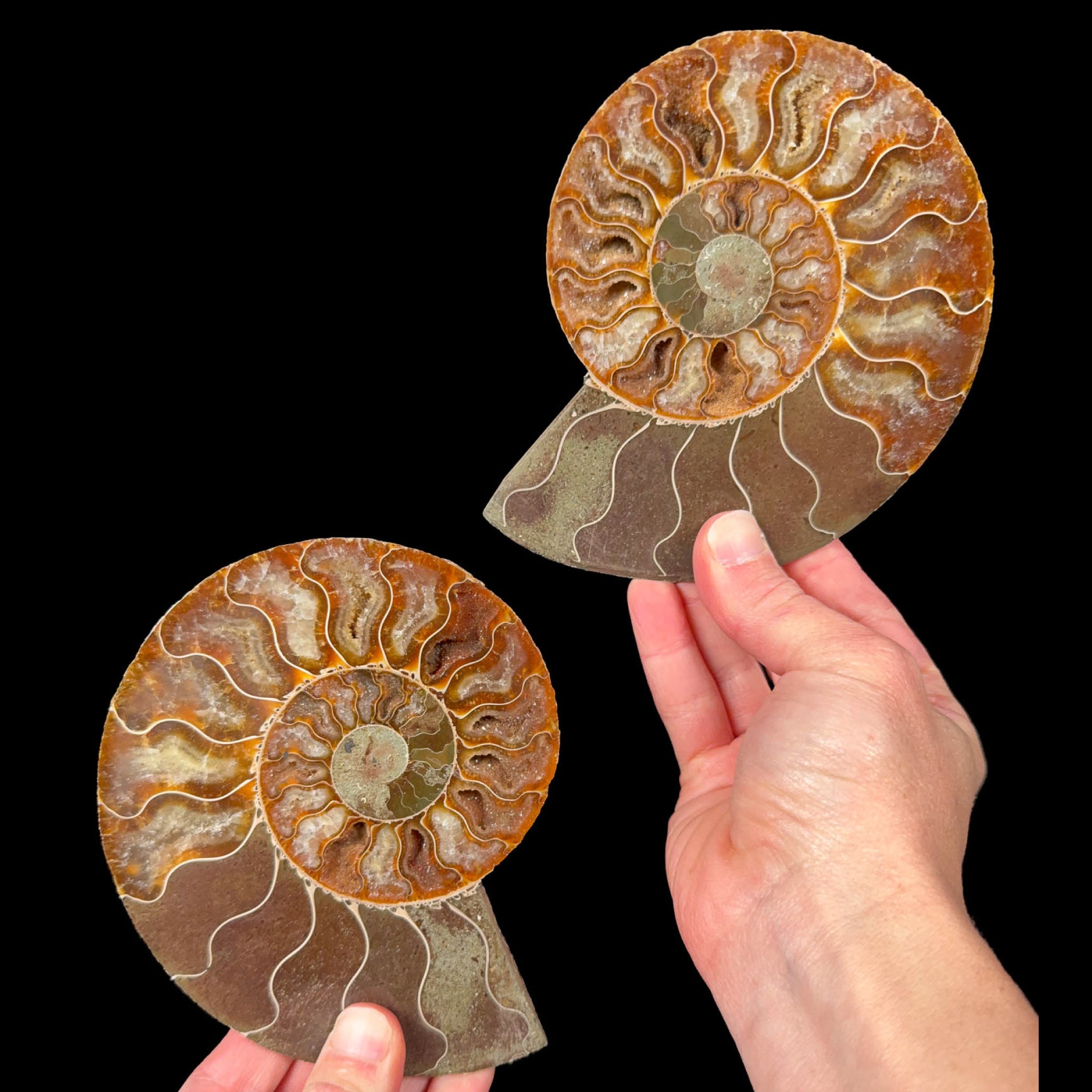 Cut and polished Ammonite fossil pair from Madagascar