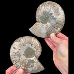 Exterior of fossil ammonite pair