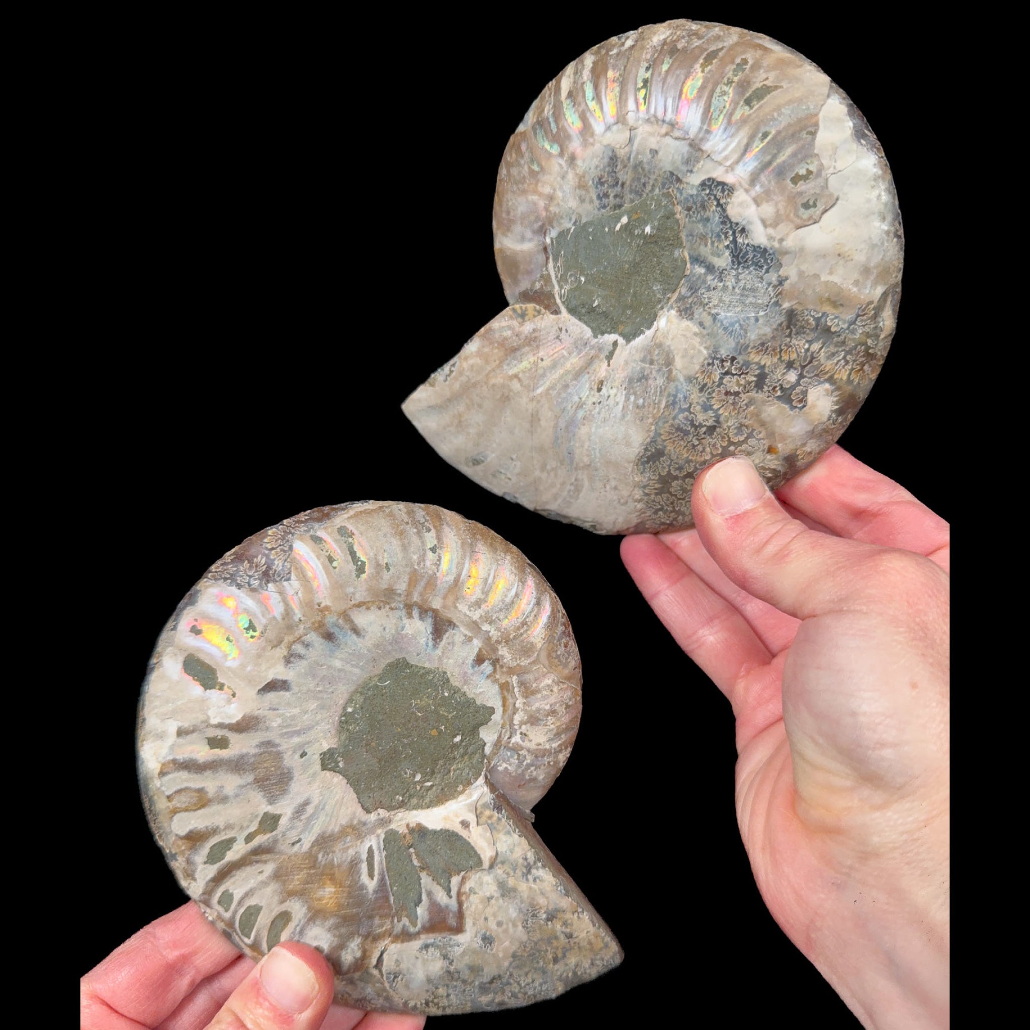 Exterior of fossil ammonite pair