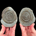 Inside a pyritized Ammonite nodule from Yorkshire, England