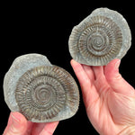 Pyritized Ammonite inside a rock nodule from Yorkshire, England