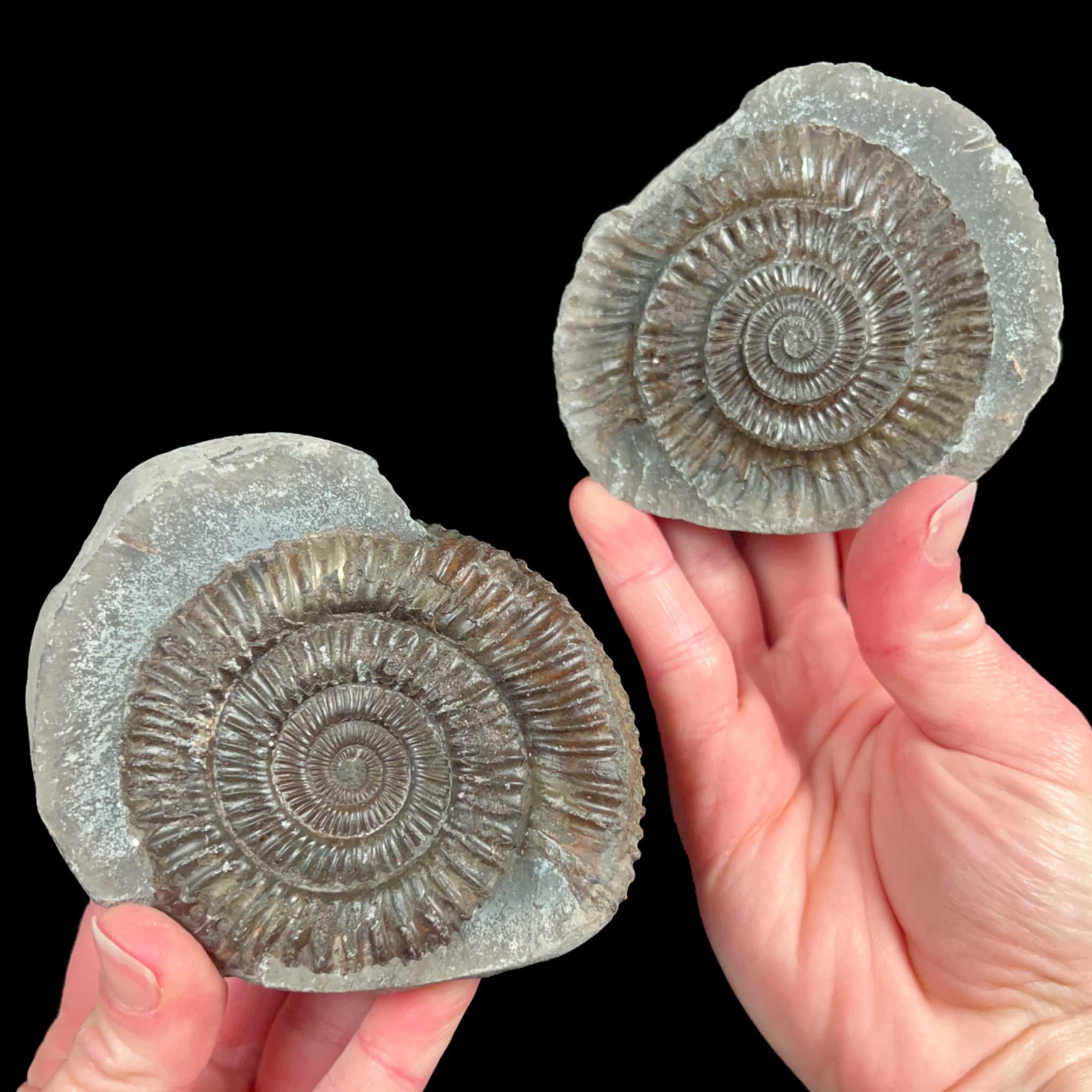 Pyritized Ammonite inside a rock nodule from Yorkshire, England