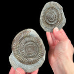 Ammonite fossil inside a rock nodule concretion from England