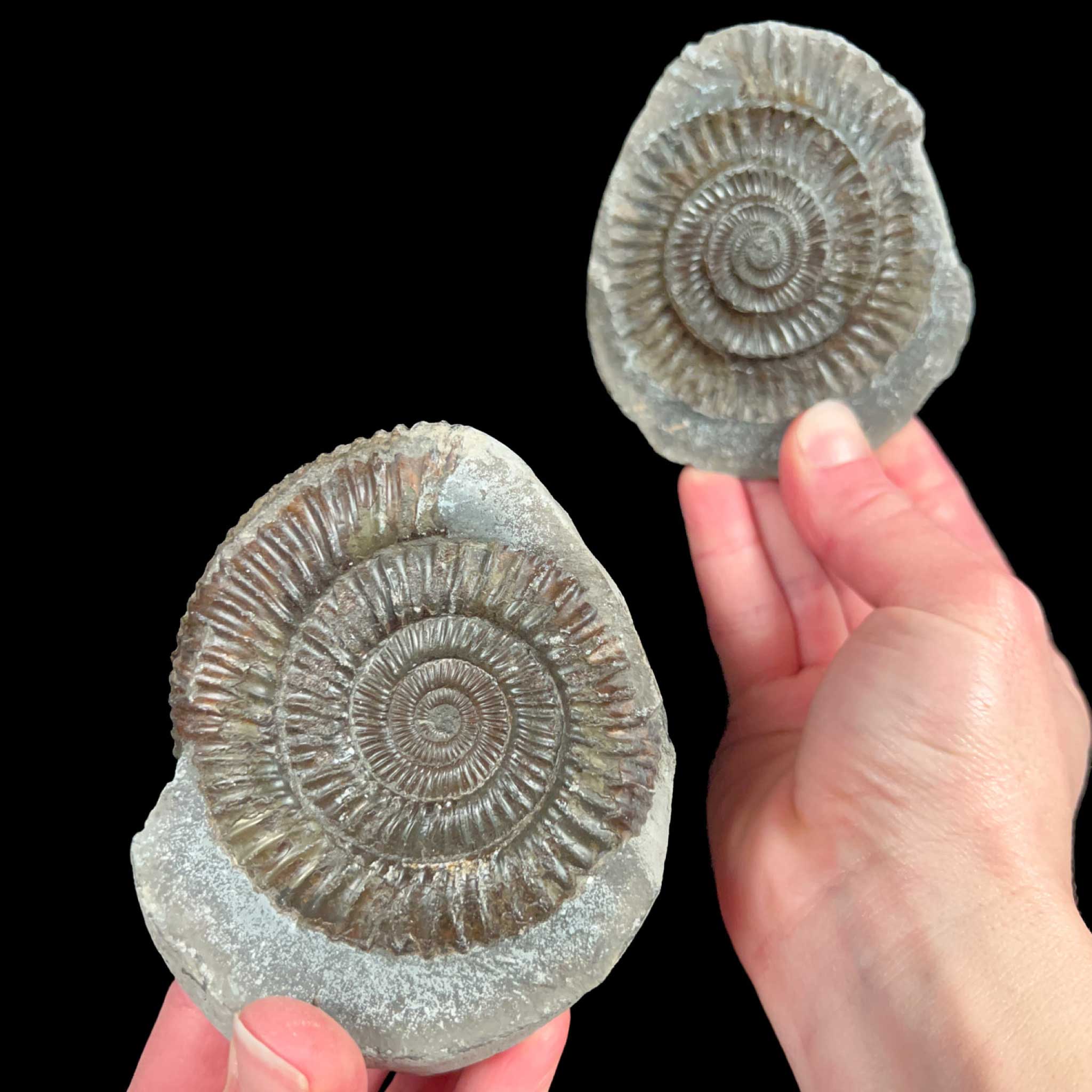 Ammonite fossil inside a rock nodule concretion from England