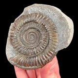 Pyritized Dactylioceras Ammonite fossil inside a rock nodule from the UK