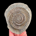 Ammonite inside a nodule from the UK