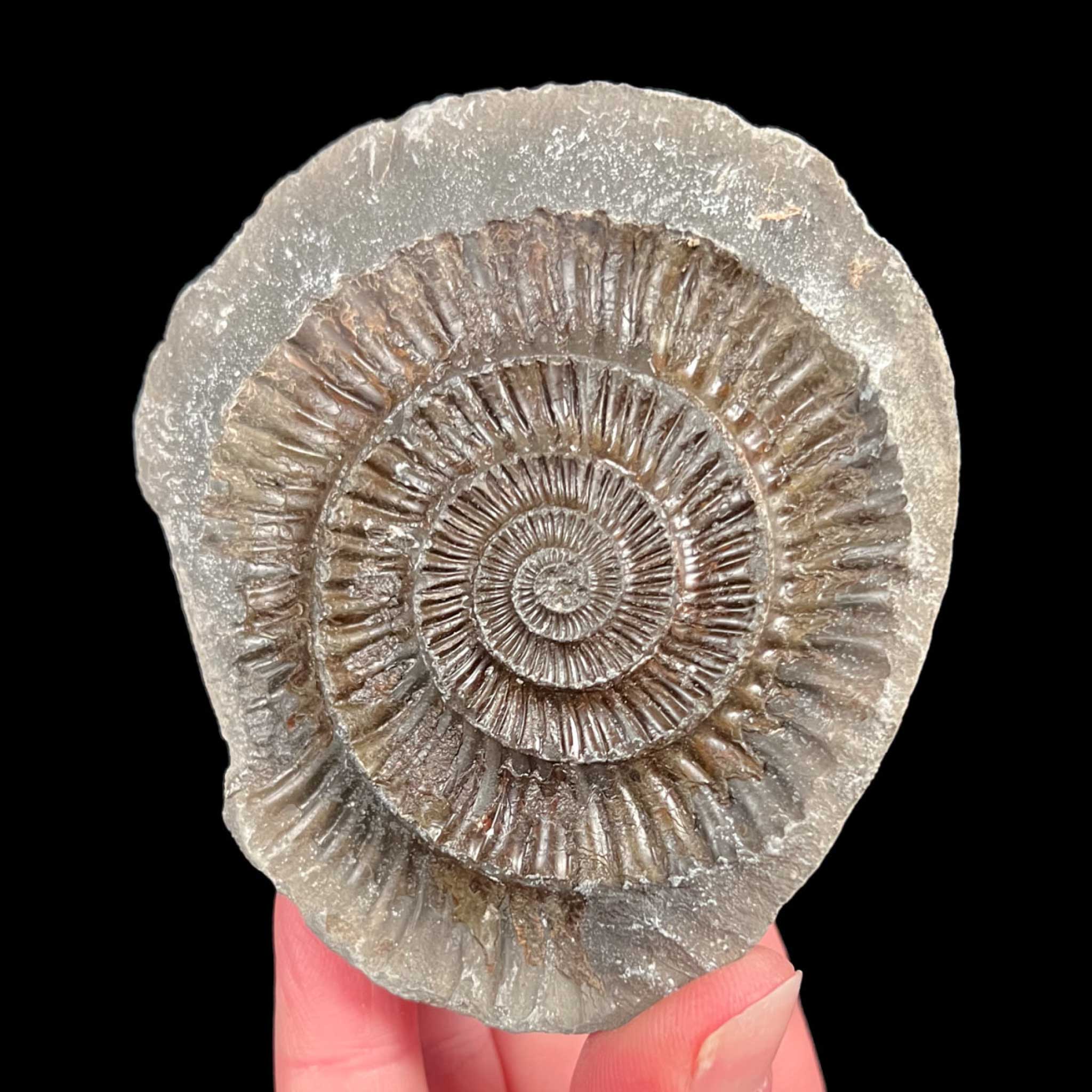 Ammonite inside a nodule from the UK