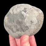 Exterior of Ammonite fossil nodule from the UK