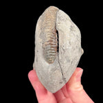 Exterior of Ammonite fossilized nodule from the UK