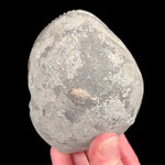 Exterior of Ammonite fossil nodule from the Jurassic Period