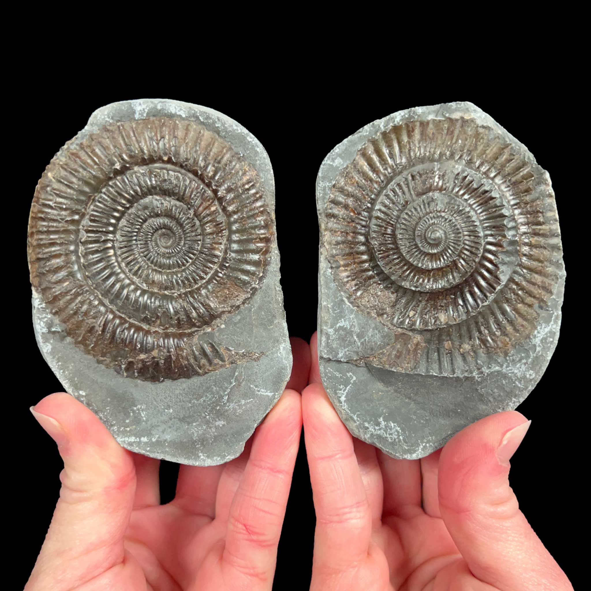 Nodule with an Ammonite Fossil inside from Yorkshire, England