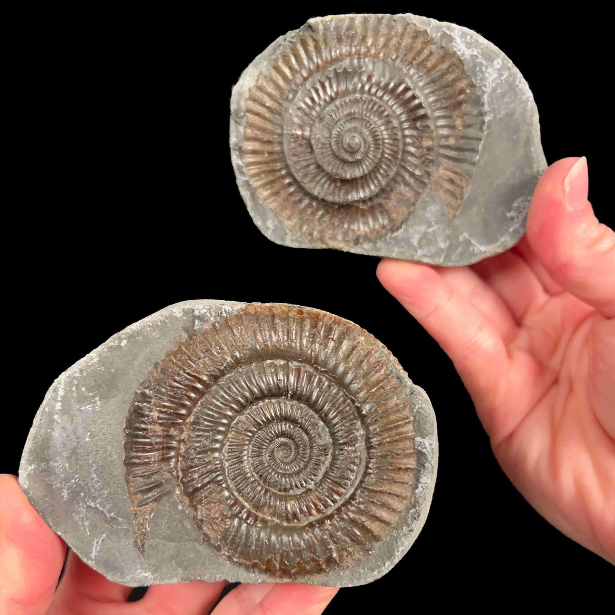 Pyritized Dactylioceras Ammonite Nodule Pair from England