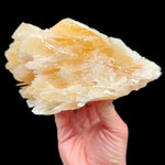 Golden yellow angelwing Calcite crystal Mexico
