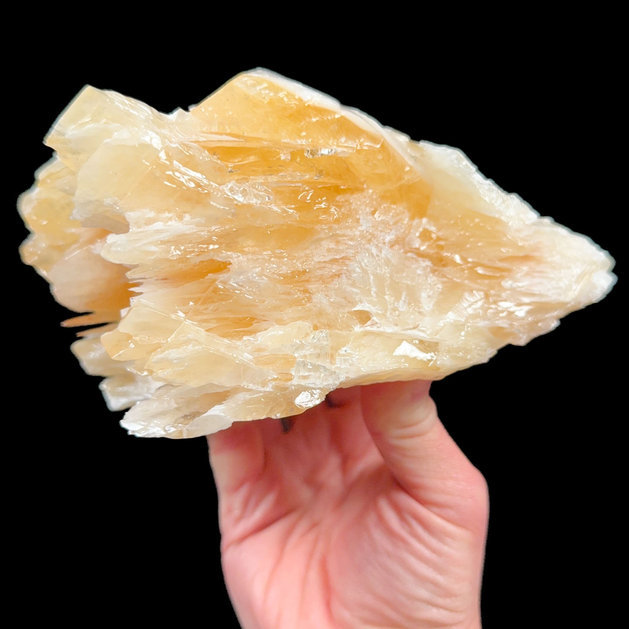 Golden yellow angelwing Calcite crystal Mexico
