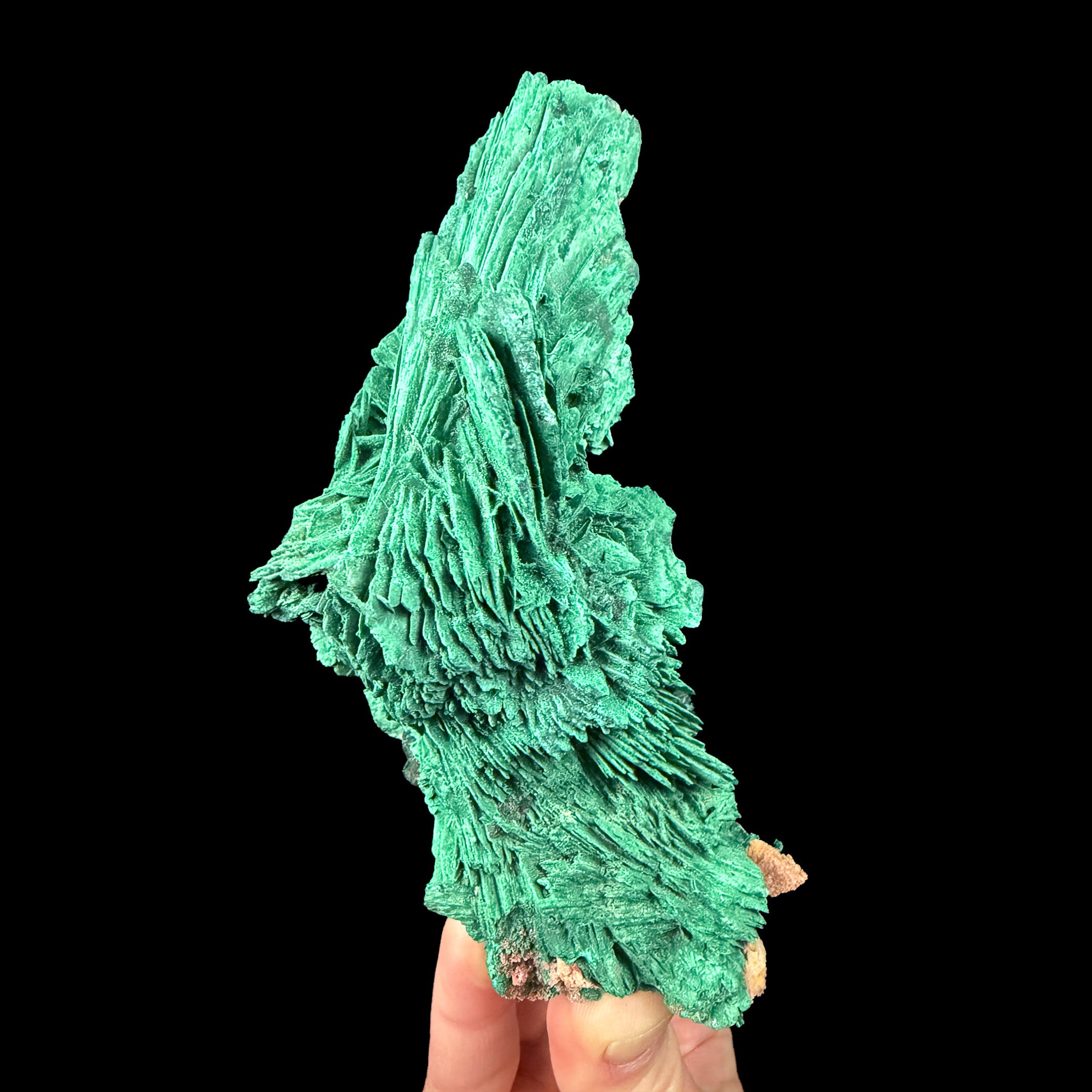 Large green bladed Malachite crystals pseudomorph from the Congo