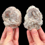 Exterior of Thunderegg Baker Egg Geode from New Mexico