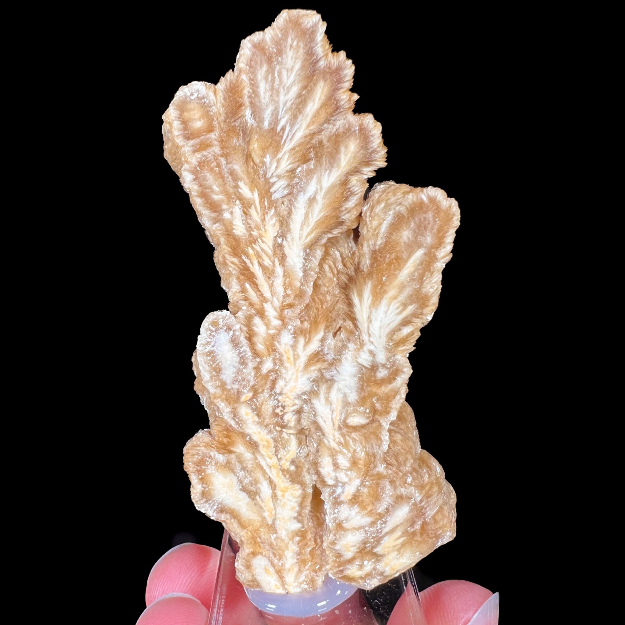 Cross-section of Barite crystals from Poland