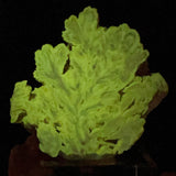 Barite Crystals Displaying phosphorescence under UV flashlight exposure
