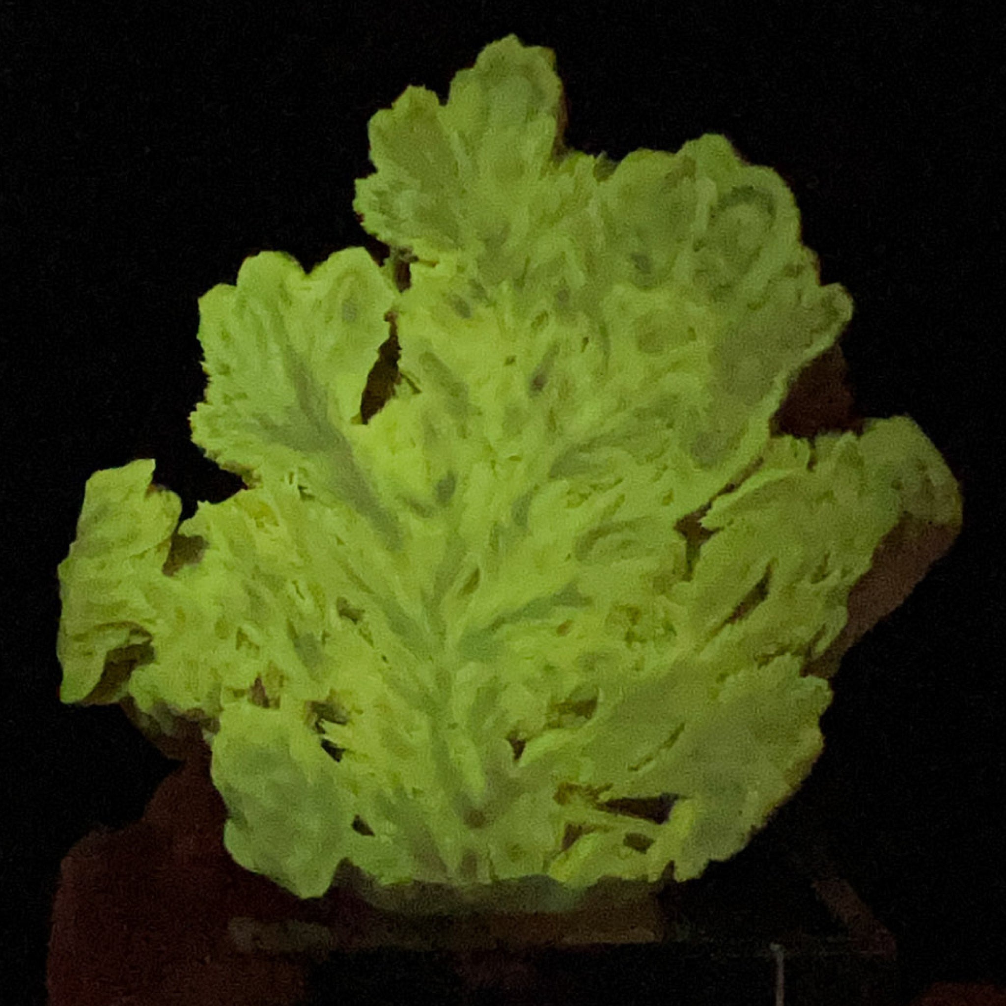 Barite Crystals Displaying phosphorescence under UV flashlight exposure