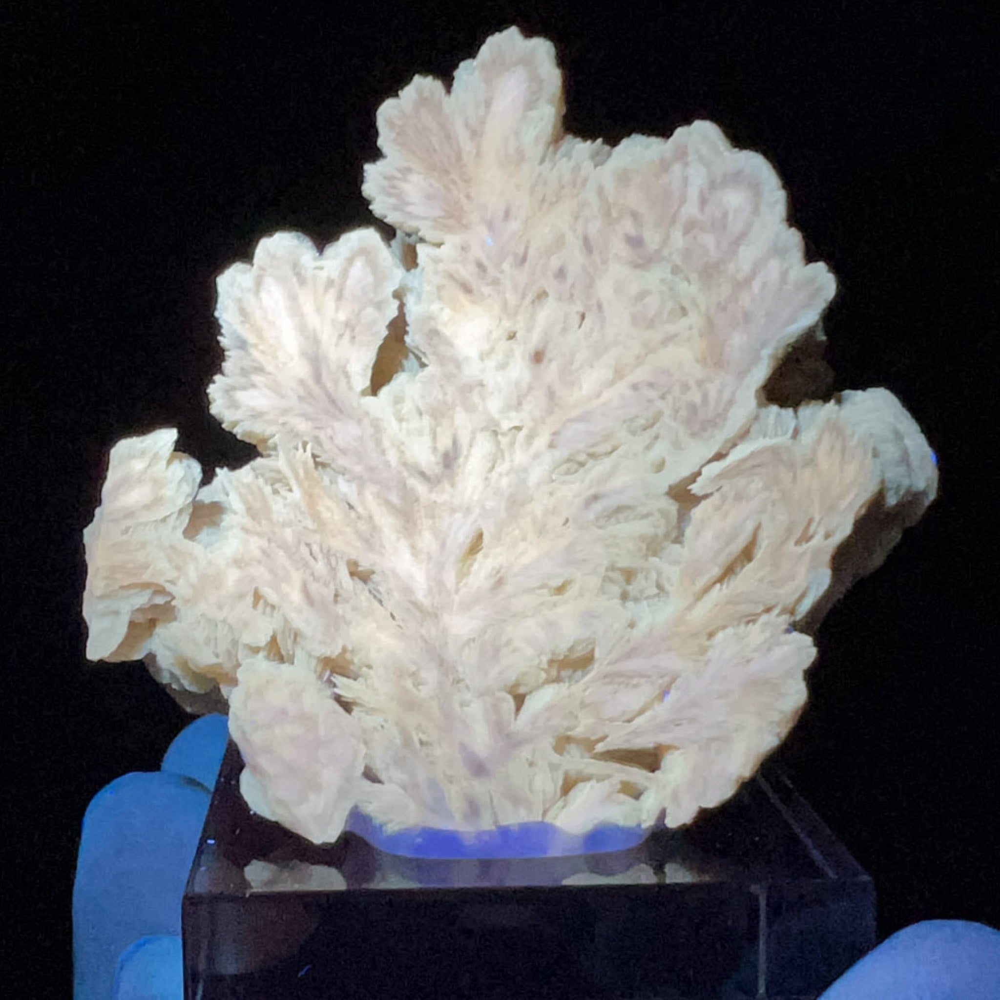 Barite Crystals Displaying Fluorescence under UV Flashlight