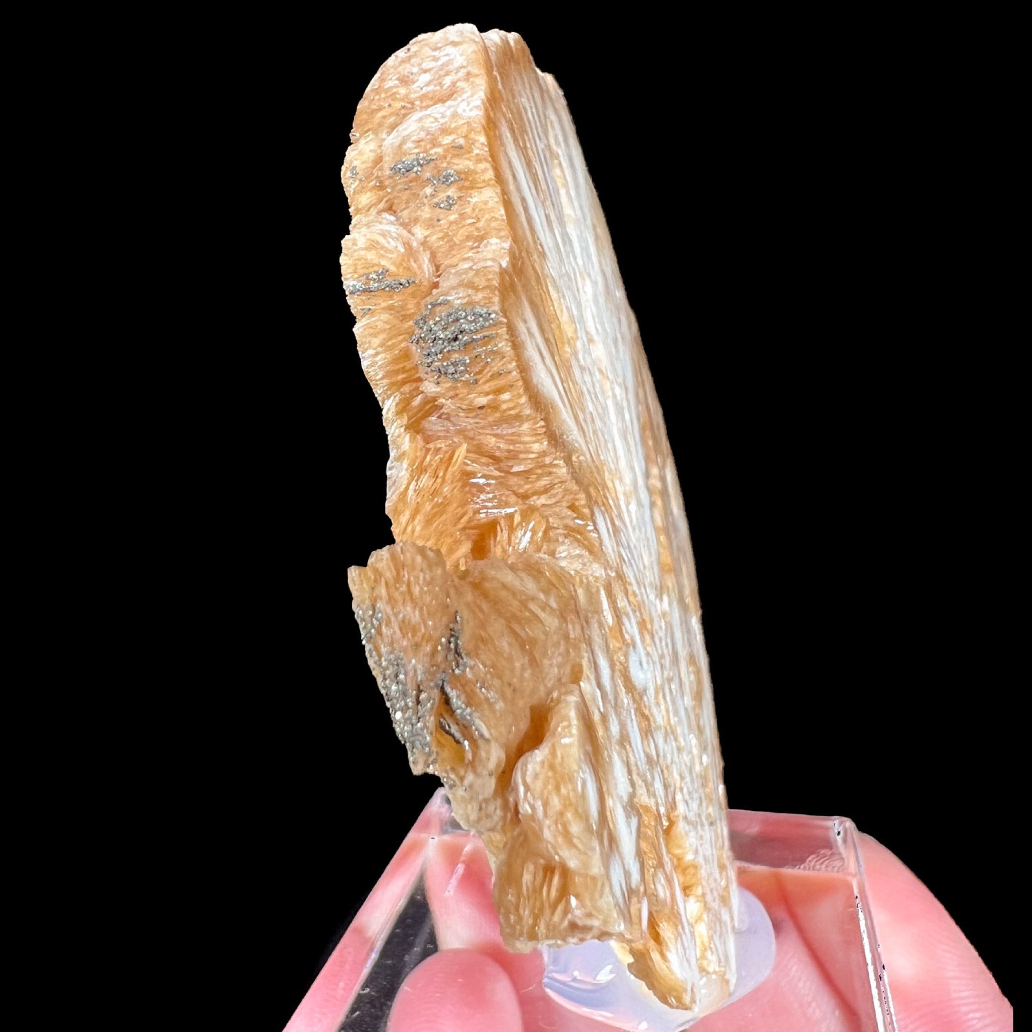 Side view of Barite Crystal slice with Pyrite crystals