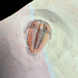Close up of bolaspidella housensis trilobite fossil