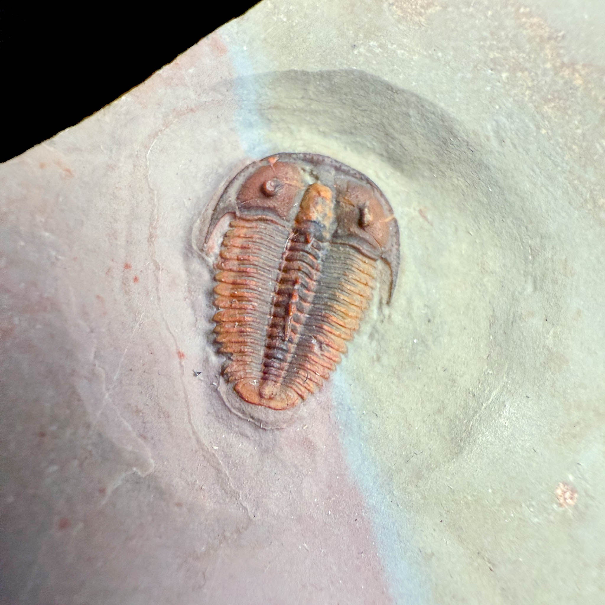 Close up of bolaspidella housensis trilobite fossil
